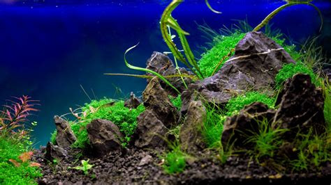 Aquascape Wallpapers Top Free Aquascape Backgrounds Wallpaperaccess