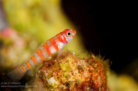 The Candy Cane Dwarf Goby Is A A Small Colourful Goby That Usually