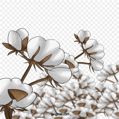 Cotton Plant White Transparent Cotton Plant Plant Clipart Cotton