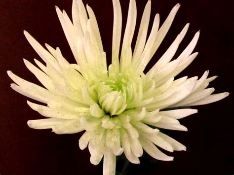 Fuji Anastasia White Glitter Disbudsmums Chrysanthemum Flowers