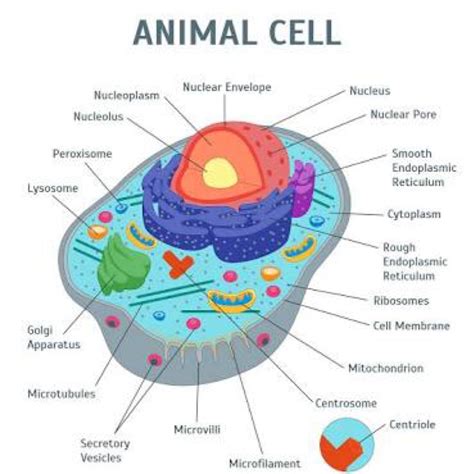 Draw A Diagram Of A Animal Cell And Label At Least 8 Important