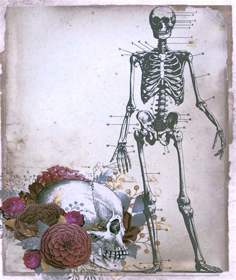 Vintage Skull And Skeleton Free Stock Photo Public Domain Pictures