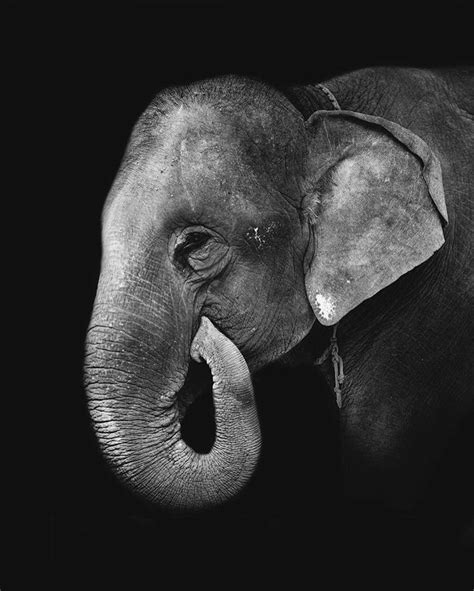 Pin By Patricia Gladding On Elephants On My Mind Elephant Animals