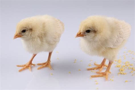 Pet Animals Birds Fluffy Chicken Eating Grain Download Free Animals Photo