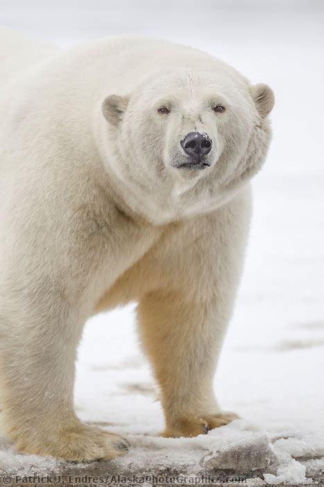 Polar Bear Arctic Alaska