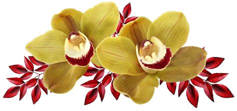 Blumen Orchideen Gelb Kostenloses Bild Auf Pixabay