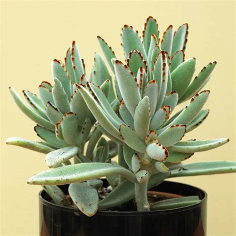 10 Of The Best Succulents For Beginners To Grow As Houseplants Succulents Planting Succulents