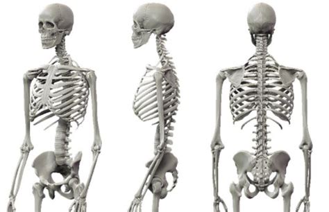 Osteología 《 Columna Vertebral 》2024 ️