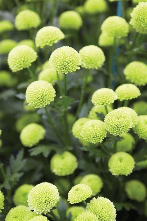 Green Chrysanthemum Benefits And Another Facts Maybe You Dont Know