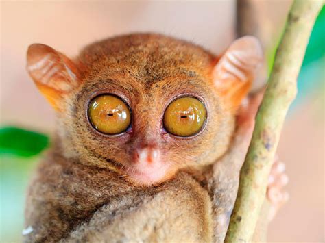 This Animals Eye Makes Up Almost Half Of Its Body Animals Big Eyes