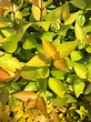 Twist of Lemon™ Abelia from Garden Debut