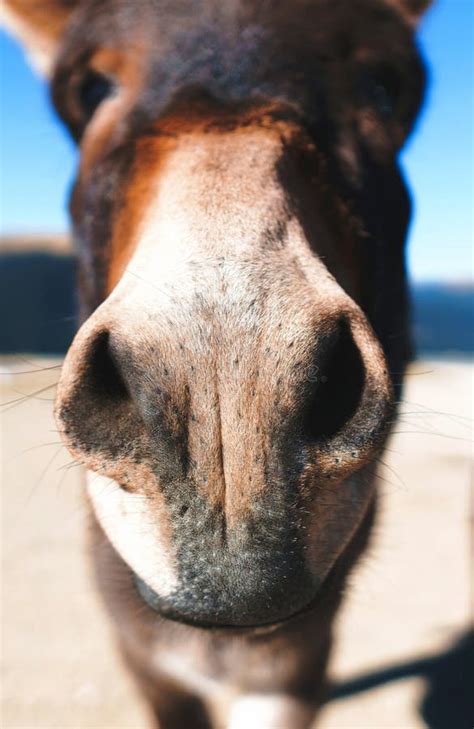Donkey S Nose Stock Image Image Of Farm Nose South 55517029