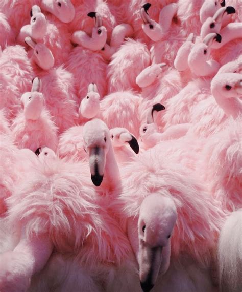 A Flock Of Pink Flamingos Sitting Next To Each Other