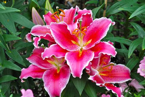 Lily 2 Oriental Hybrid Lily Lilium Unknown Cultivar A Flickr