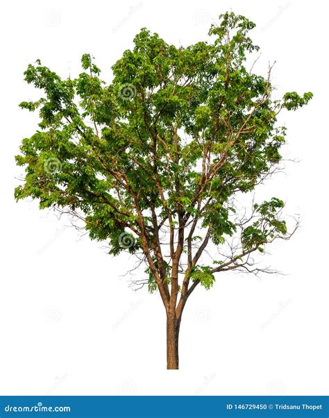 Single Tree With Clipping Path Stock Photo Image Of Leafs Grey