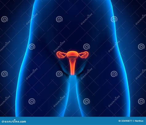 Female Reproductive System Stock Illustration Illustration Of Ovarian