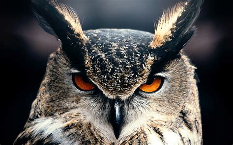 Download Bird Animal Owl 4k Ultra Hd Wallpaper