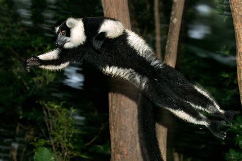 Leaping Lemur Sean Crane Photography