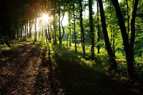 Rays Of Sunlight In Green Summer Forest At Sunset Stock Photo Image