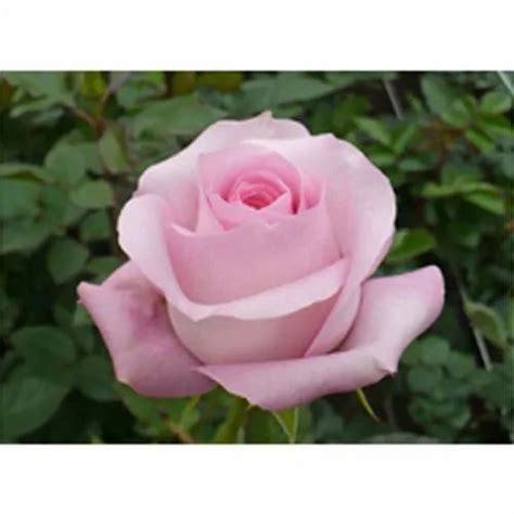 Dutch Rose Cut Flower At Rs 50bunch Nuagaon Chhak Bhubaneswar Id