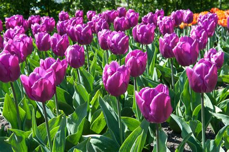 All The Prettiest Things About Purple Tulips