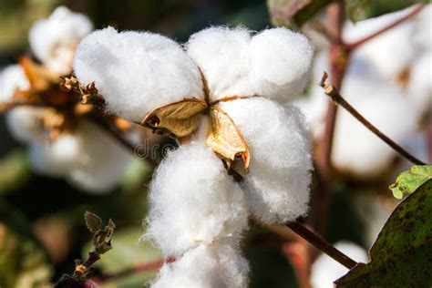 Cotton Plant Flower Close Up On A Wild Field Stock Photo Image Of