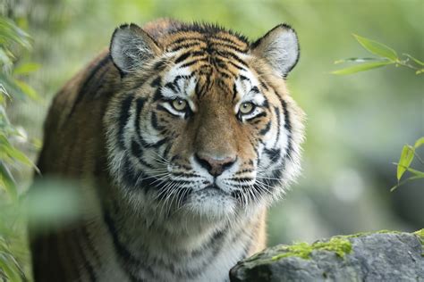 Endangered Amur Tiger Arrives At Marwell Zoo Mlg Gazettes