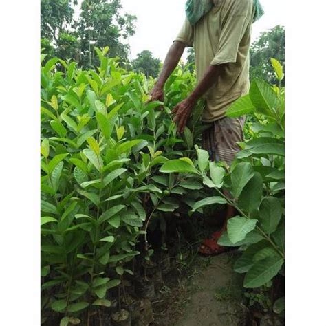 This plant is resistant to damage by deer. Green Full Sun Exposure VNR Guava Plants, Rs 69 /bag ...