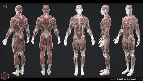 Artstation Human Anatomy Kit Farzin Izadyar Human Figure Drawing