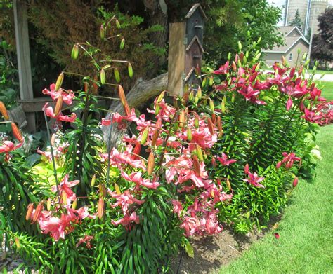 Deep, saturated shades of orange and purple make this flower a summer garden standout. Garden Fancy: Larry's Garden: A Visit in Person