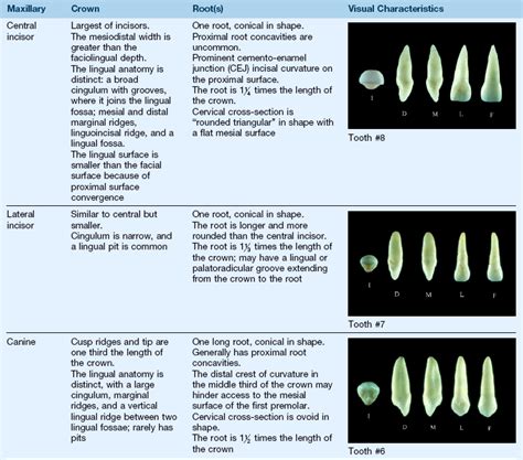 Clinical Oral Structures Dental Anatomy And Root Morphology