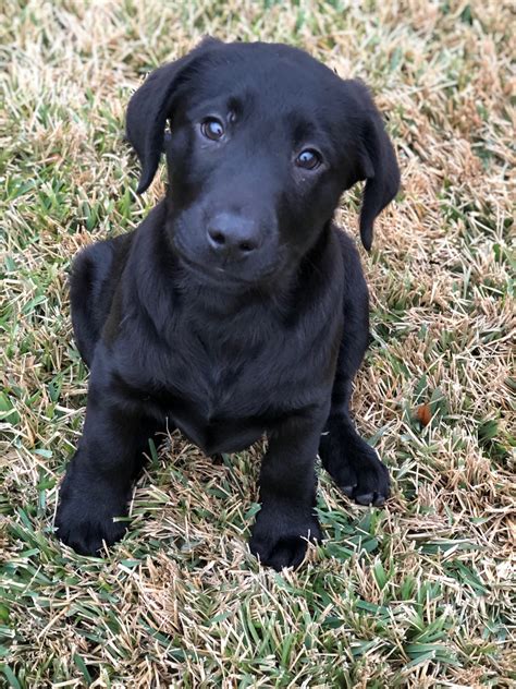 Labrador Retriever Puppies For Sale Houston Tx 319208