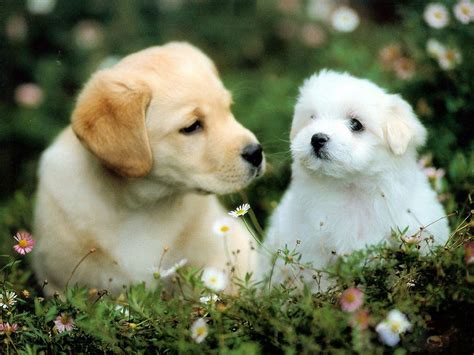 Free Download Wallpaperfreeks Hd Cute Dogs Wallpapers 1600x1200