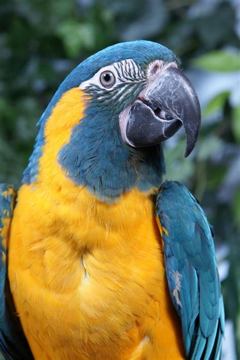 Makari The Blue Throated Macaw Biological Science