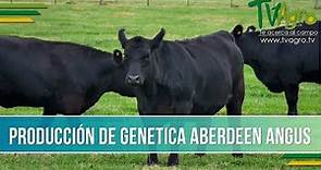 Produccion de Genetica en Aberdeen Angus- TvAgro por Juan Gonzalo Angel