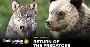 Return of the Predators 🐻🐺 Epic Yellowstone: Full Episode | Smithsonian Channel