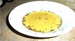 how to get rid of fruit flies in the kitchen