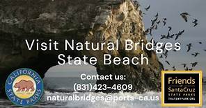 Introduction to Natural Bridges State Beach