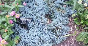 Juniperus squamata 'Blue Star / Flaky Juniper