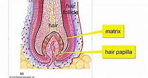 Hair, Hair follicle, and Nail Structure