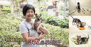 Pet Pet聯萌：照顧狗BB　3大必學知識