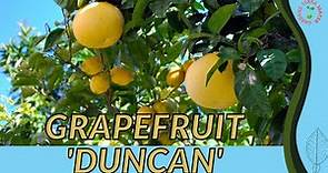 GRAPEFRUIT 'DUNCAN' Information and Growing Tips! (Citrus × paradisi)