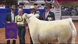 'Leadfoot' named grand champion at 2024 Fort Worth Stock Show & Rodeo