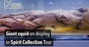 Giant squid on display in Spirit Collection Tour | Natural History Museum