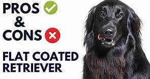 Flat Coated Retriever Dog Pros And Cons | Flat Coated Retriever Advantages And Disadvantages