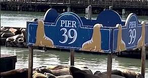 The Sea Lions of San Francisco’s Pier 39