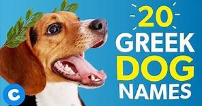 20 Greek Dog Names | Chewy