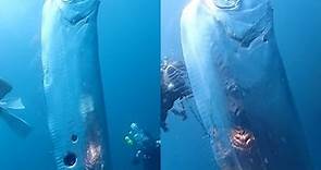 東北角淺海驚見「2公尺地震魚」現身　刷新台灣最大活體紀錄 | ETtoday寵物雲 | ETtoday新聞雲