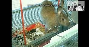 Riproduzione del coniglio in un piccolo allevamento familiare