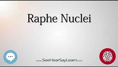 Raphe Nuclei Anatomy of the Brain SeeHearSayLearn 🔊